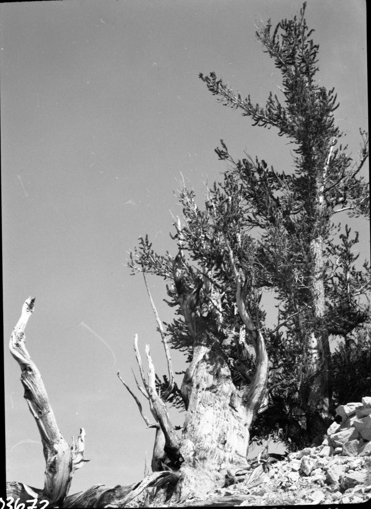 Gli alberi più antichi del mondo