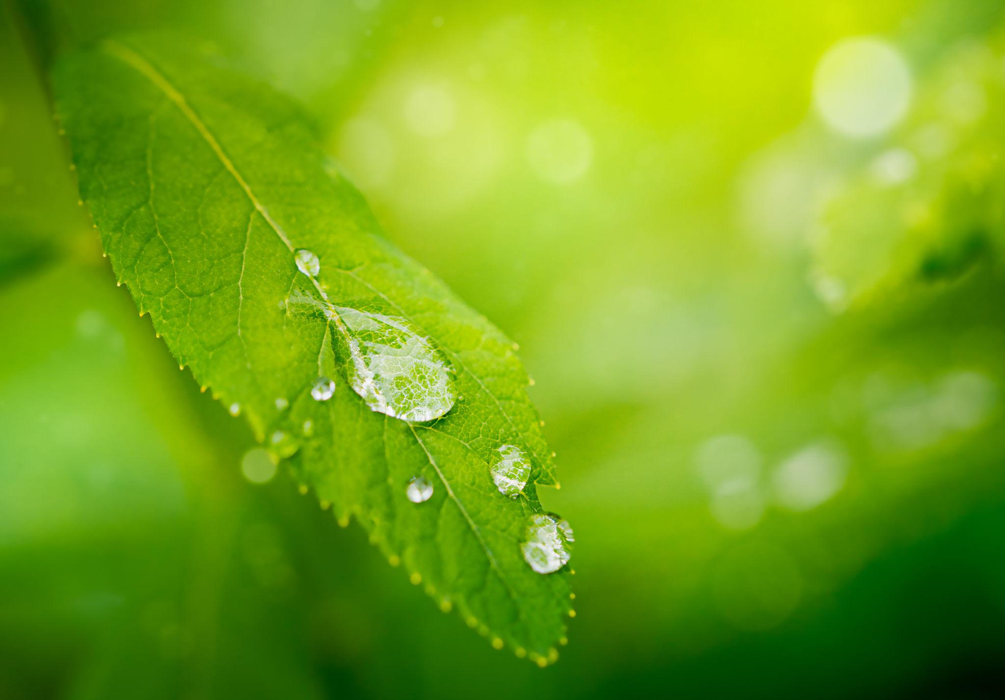 Gocce d'acqua su una foglia verde