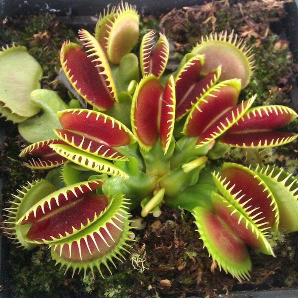 Le piante più incredibili del mondo tra fiori giganti, piante carnivore e alberi monumentali.