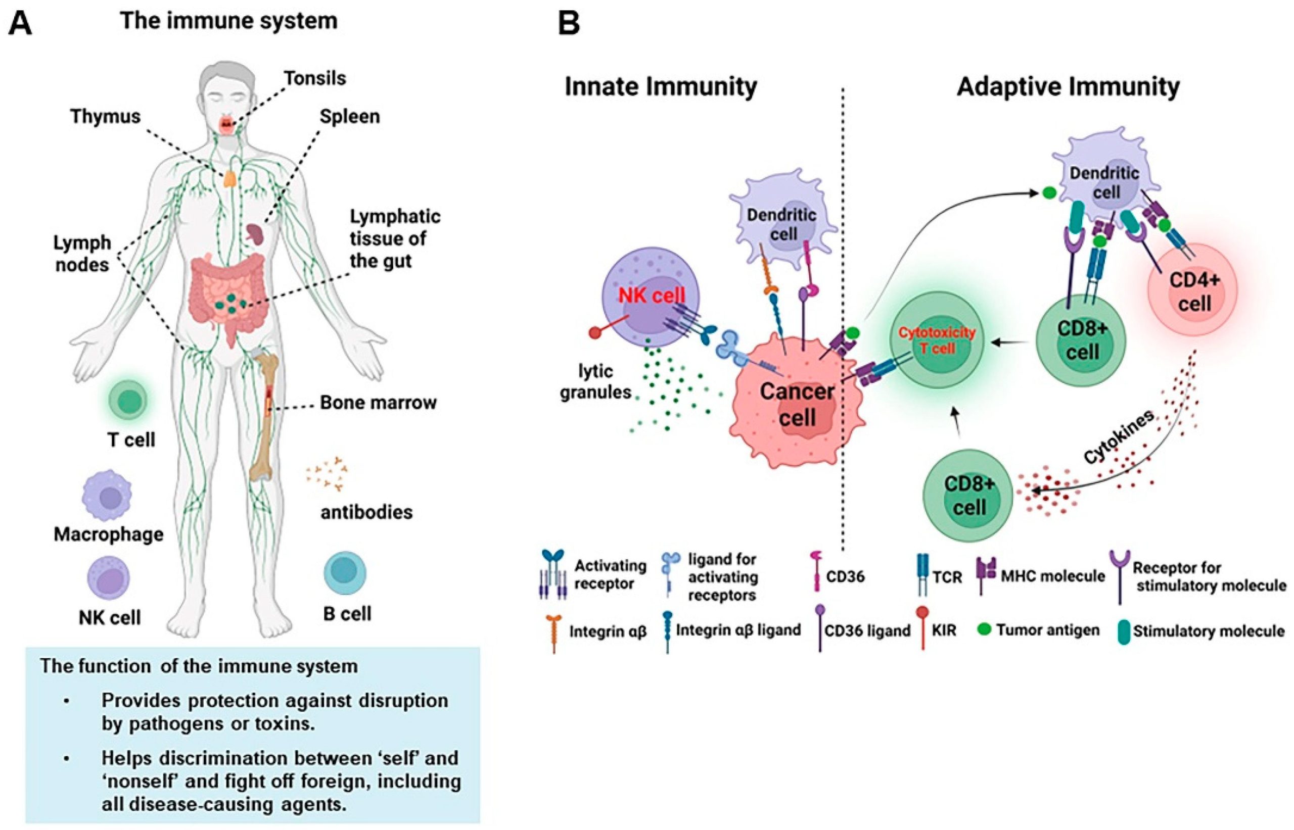 Come funziona il sistema immunitario Illustrazione del sistema immunitario umano con i principali organi di difesa